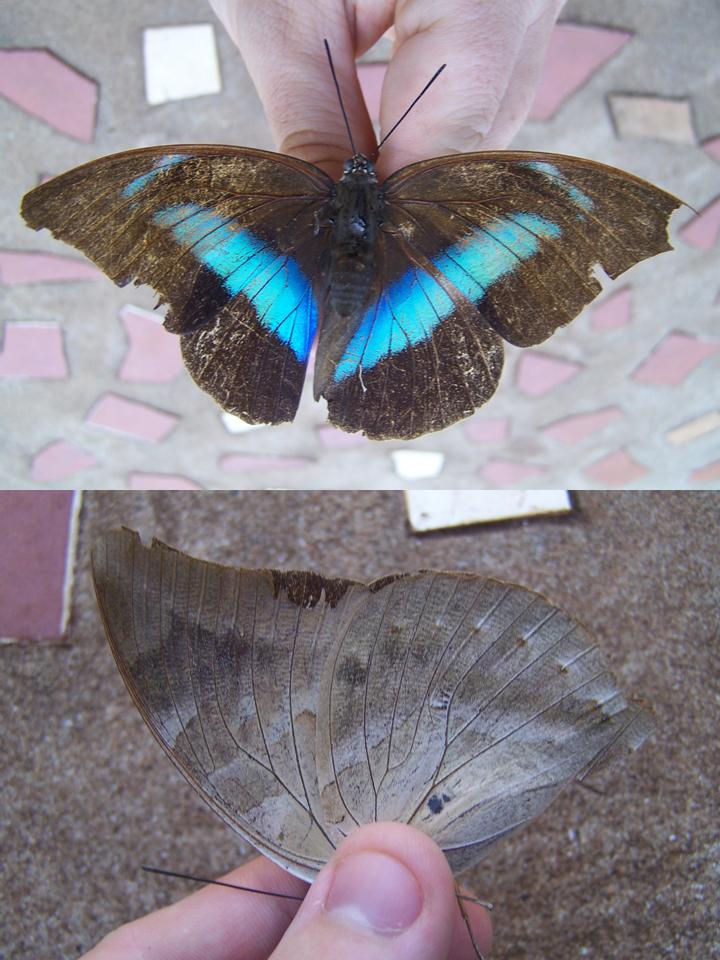 FIGURE 1a FIGURE 1a